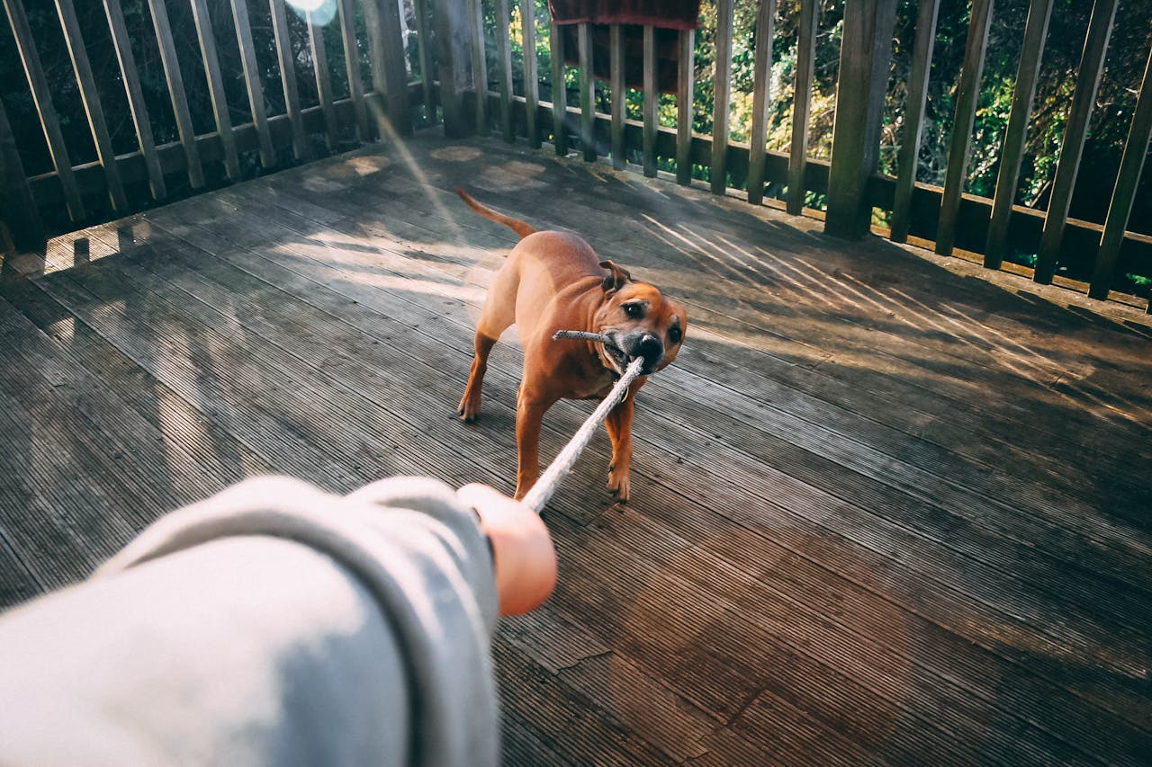 Dog Bite Dog Bite Attorney